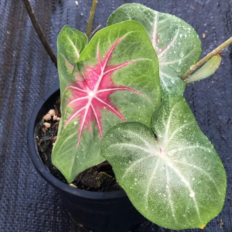 comprar muda de caladium Sônia Carla