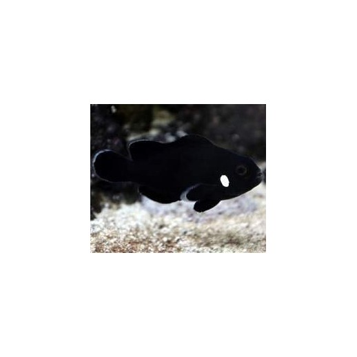 OCELLARIS BLACK DOMINÓ CLOWN TB - AMPHIPRION OCELLARIS