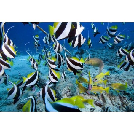 BLACK WHITE HENIOCHUS - HENIOCHUS ACUMINATUS