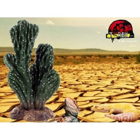 Cactus - TRX2130  Répteis | Terrário| Pogona