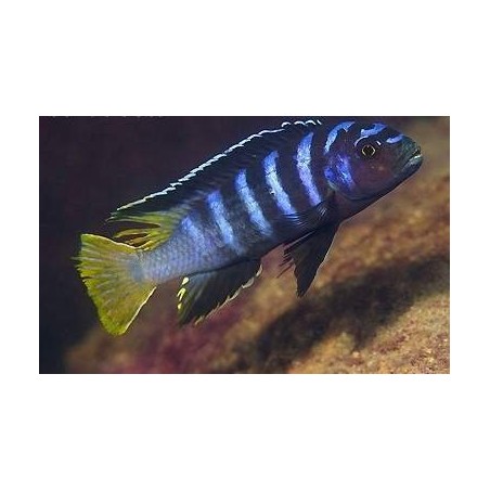 PSEUDOTROPHEUS ELONGATUS YELLOW TAIL 2 A 4 cm