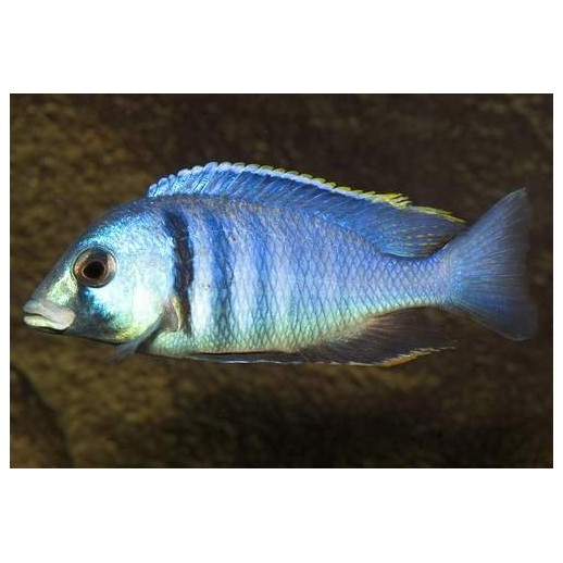 BUCCOCHROMIS LEPTURUS 5 cm