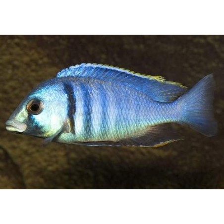 BUCCOCHROMIS LEPTURUS 5 cm