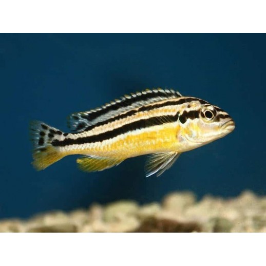 BUCCOCHROMIS LEPTURUS 5 cm