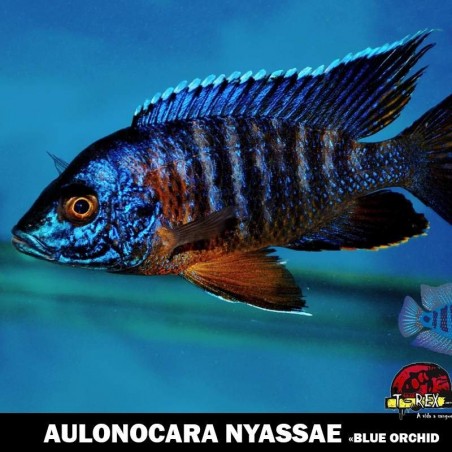 Comprar peixe ciclideo online