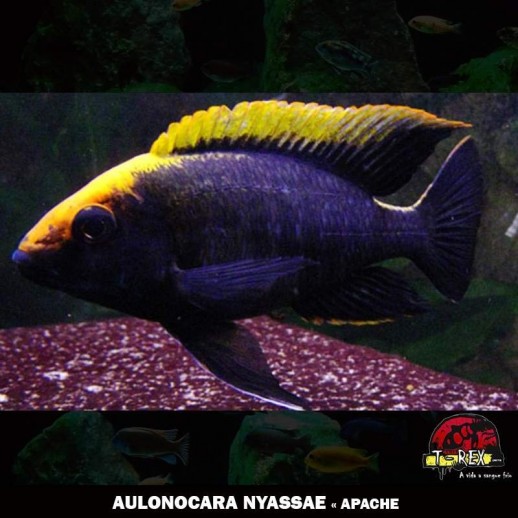 AULONOCARA NYASSAE - APACHE 3 a 5cm - Ciclídeos Online