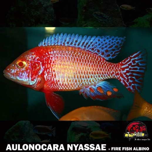 Peixe Ciclídeo Africano -...
