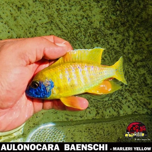 AULONOCARA MARLERI YELLOW - Comprar Ciclídeo Africano
