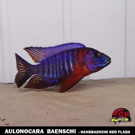 Ciclideo Red Flash Comprar