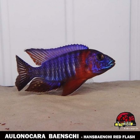 Ciclideo Red Flash Comprar