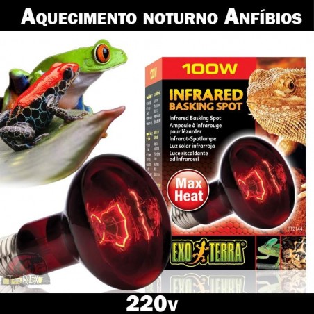 Lâmpada vivarium sapos