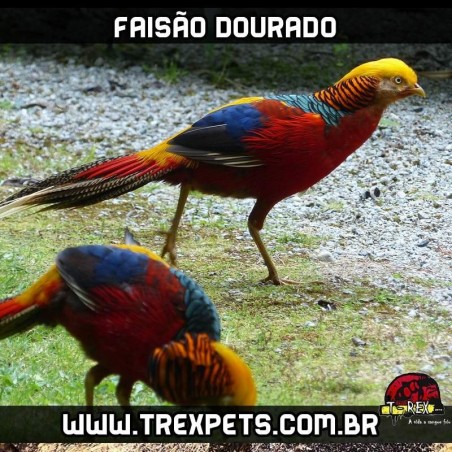 comprar ovos galados de faisão