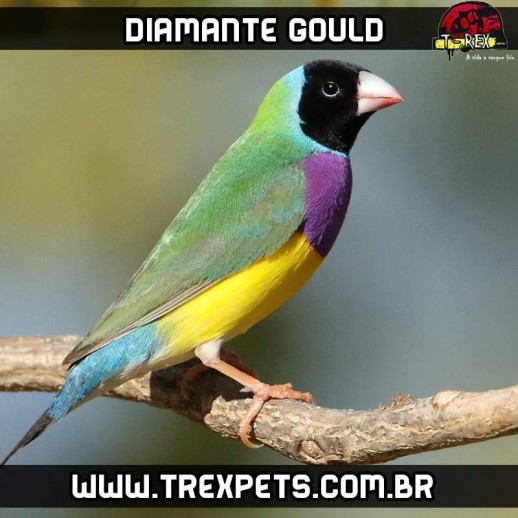 venda de matrizes diamante gould