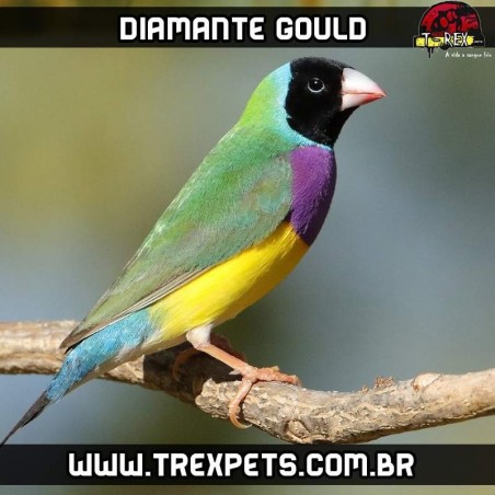 venda de matrizes diamante gould