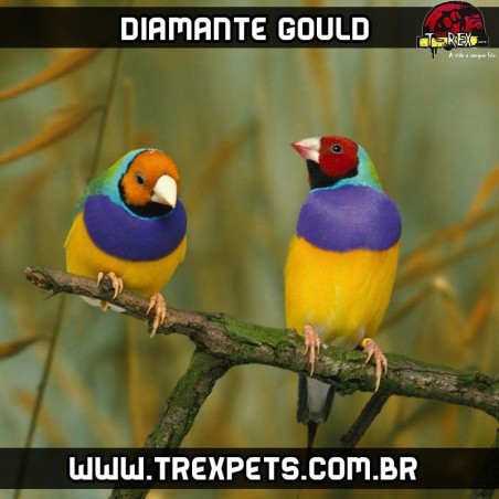 comprar diamante gould londrina