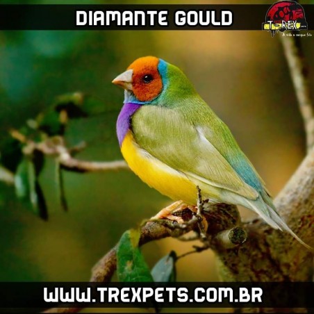 diamante gould parana londrina