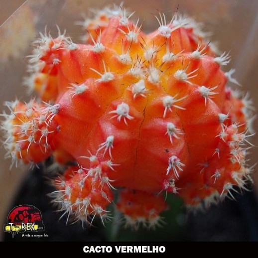 Comprar cacto vermelho