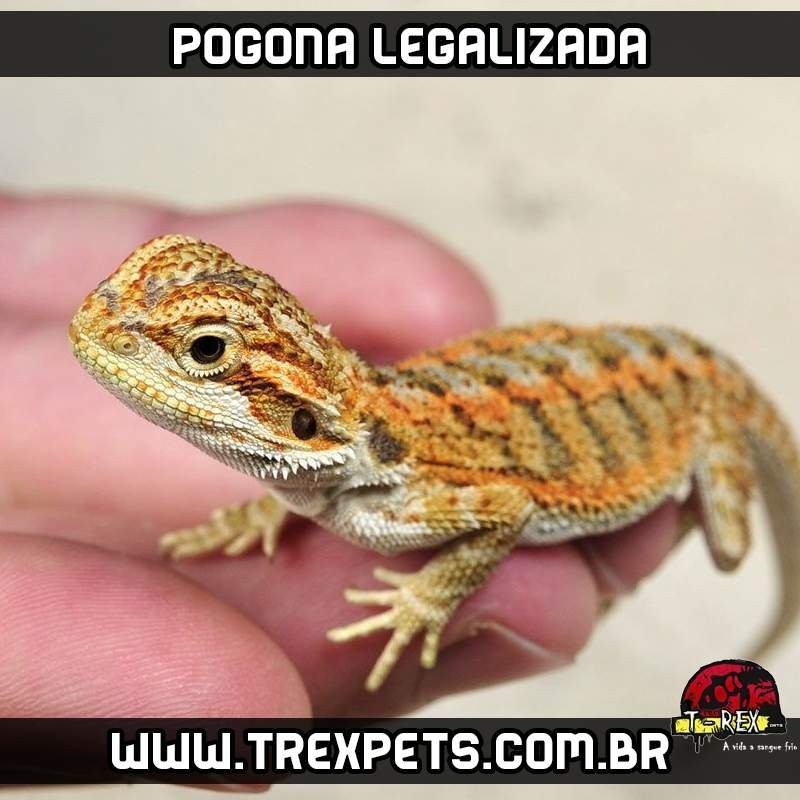 comprar pogona legalizada