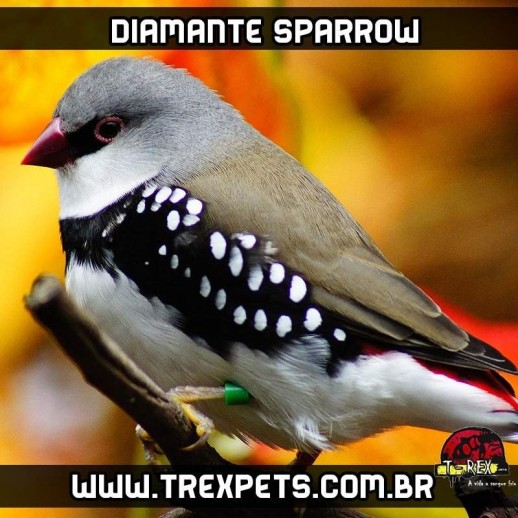 venda diamante sparrow reproducao