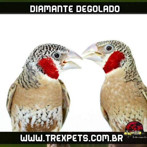 reproducao diamante degolado