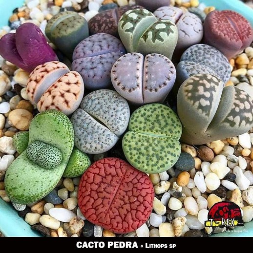 Muda de Cacto Pedra