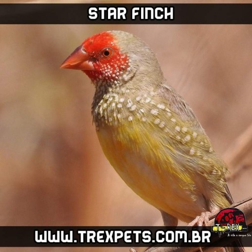diamante star finch a venda