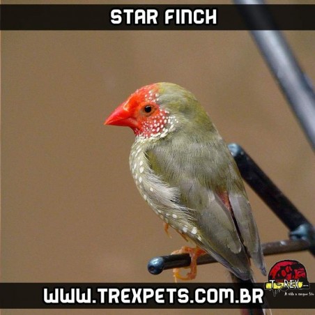 passarinho star finch