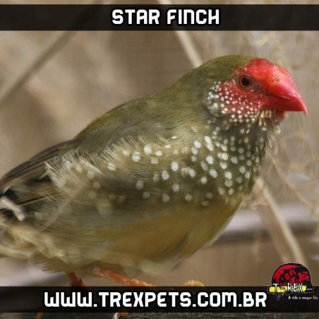 criadouro star finch
