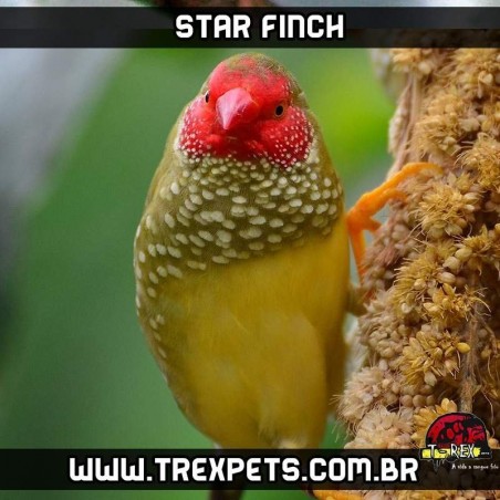 criatorio star finch