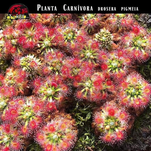 drosera pigmeia