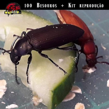 besouros de tenebrios