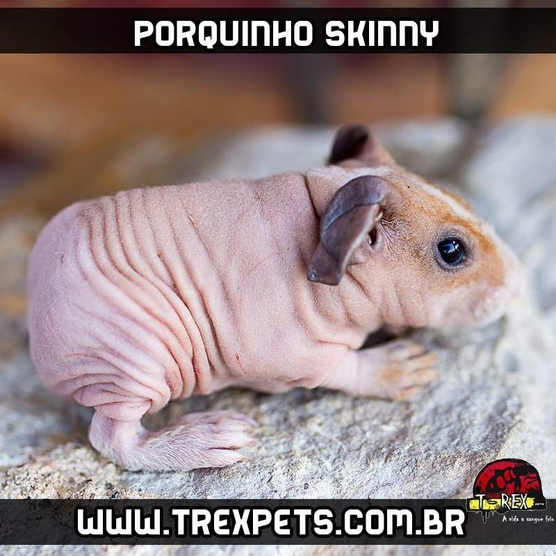 Alimentação de Porquinho da Índia sem pêlos