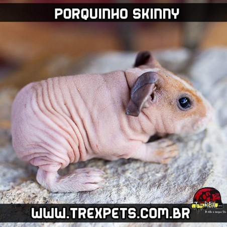 Alimentação de Porquinho da Índia sem pêlos