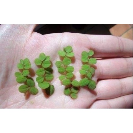 Salvínia auriculata