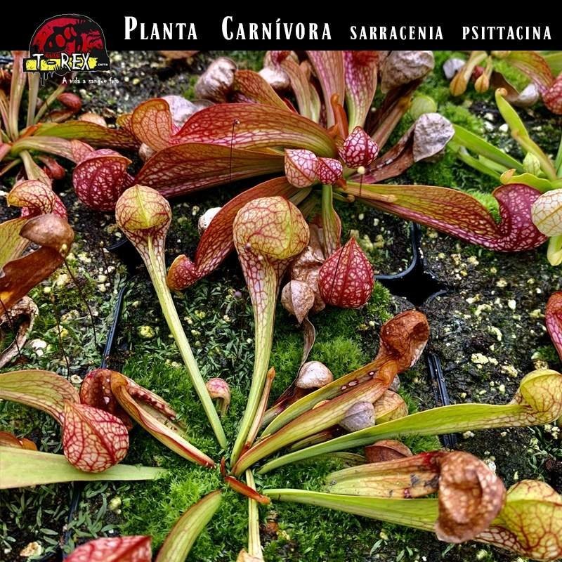 Sarracenia Carnívora Viva | Planta Jarra Que Atrapa Moscas Y Mosquitos | Fácil De Cuidar - DECOALIVE