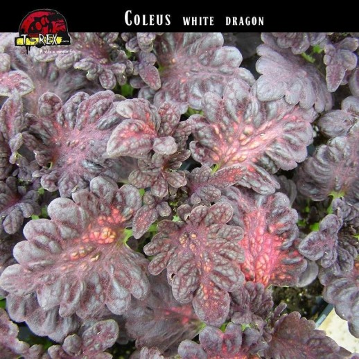 muda de coleus raro