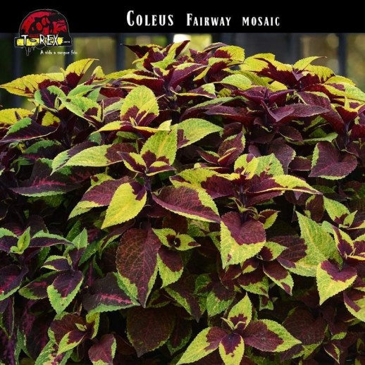 muda de coleus bicolor