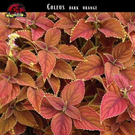 Muda de Coleus Laranjado