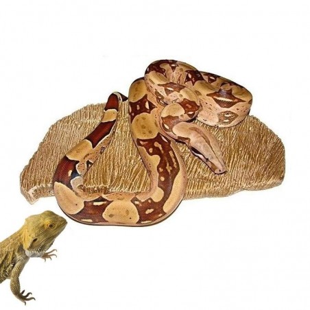 pedra aquecida répteis