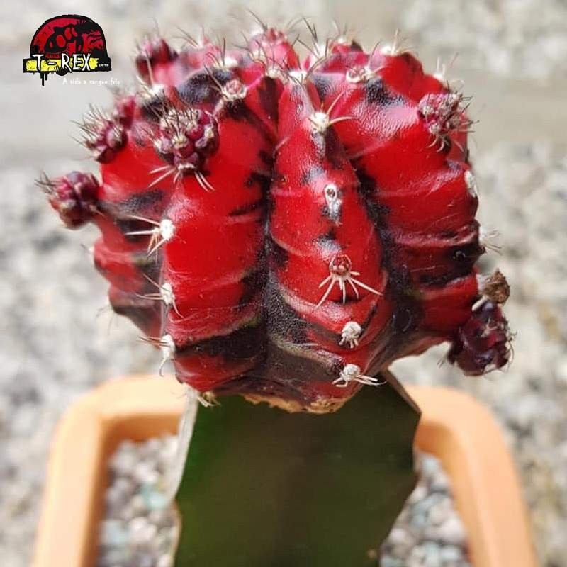 comprar cacto vermelho