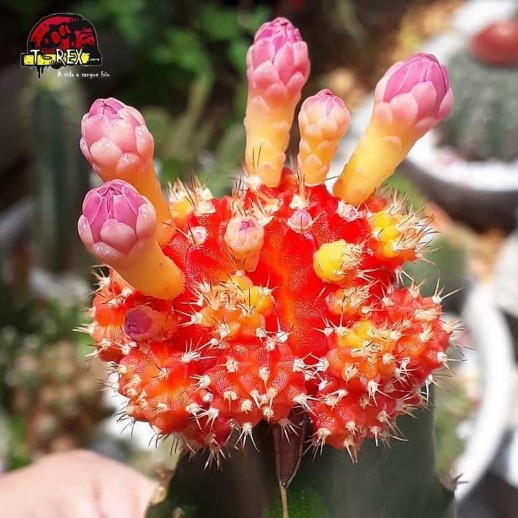 comprar cactos vermelhos