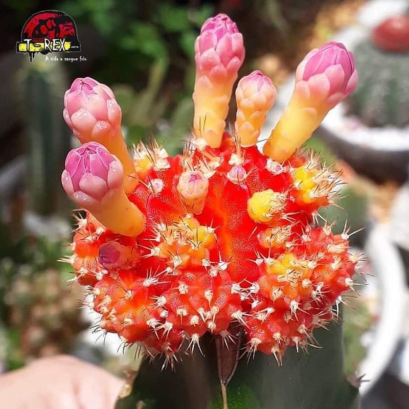 comprar cactos vermelhos