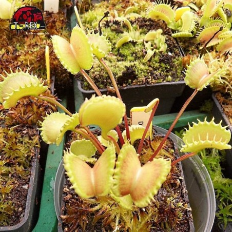 Muda de Planta Carnivora werewolf