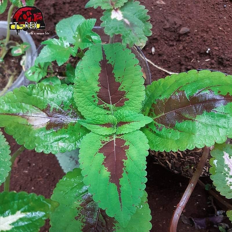 comprar muda de coleus