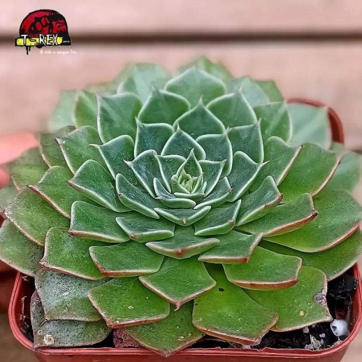 comprar planta suculenta graptoveria bellum