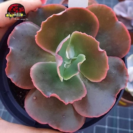 comprar suculenta echeveria gibbiflora enkel
