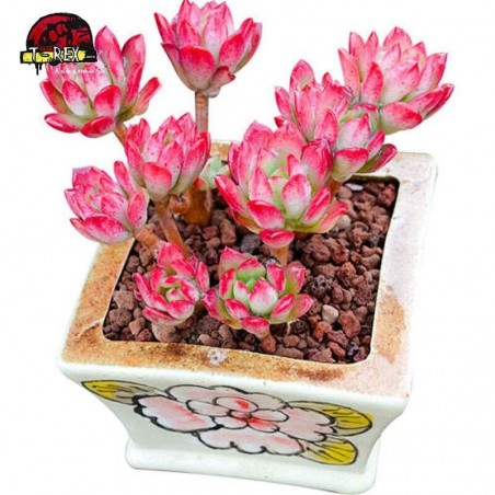comprar muda de suculenta rara