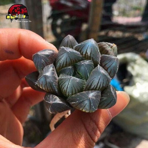 comprar muda de planta suculenta exotica