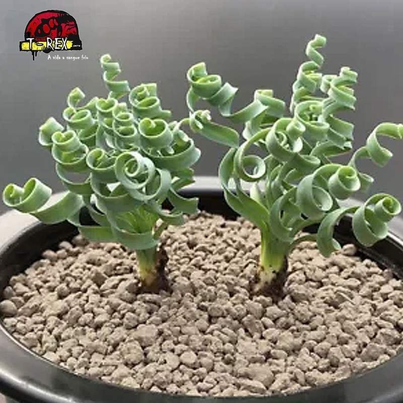 comprar suculenta rara