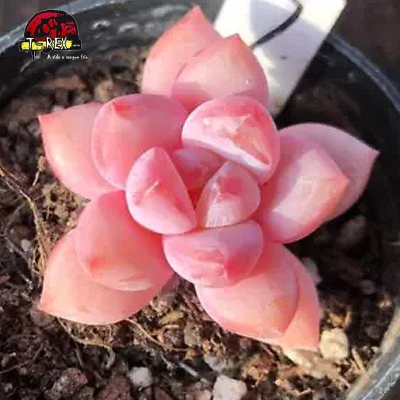 Muda de Suculenta Estrelas Neve Rosa - Beleza e Magia em uma Planta!